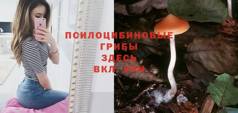 blacksprut   купить  цена  Азов  Галлюциногенные грибы Cubensis 